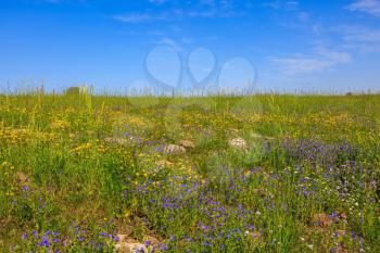 The spring blossoming Golan heights, Israel. Flat hills are covered with a continuous carpet of wild flowers