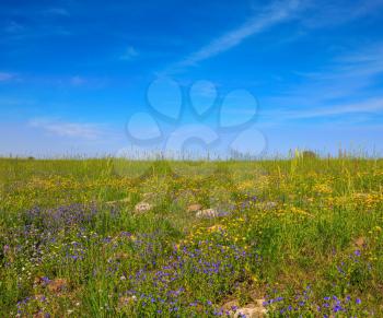 The blossoming Golan heights in a fine sunny day. Picturesque carpet of spring flowers and fresh grass. Israel