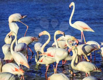 Pack of pink flamingos look for a forage in lake. Sunset in national park of Kamargue.  Delta of Rhone, Provence, France