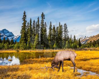 Magnificent deer with branched antlers grazes in the grass near the water. The beautiful nature in the northern Rocky Mountains of Canada