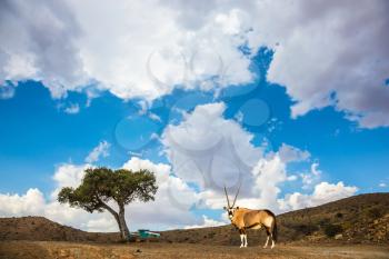 Oryx - antelope standing in the savannah. The concept of exotic tourism in Namib-Naukluft National Park, Namibia 