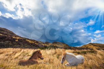 Two horses resting in yellow grass. Chile, Patagonia, Torres del Paine National Park - Biosphere Reserve