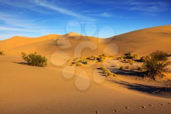 Mesquite Flat Sand Dunes. Bright solar morning in picturesque part of Death Valley. Gentle slopes of sandy barkhans shine orange light
