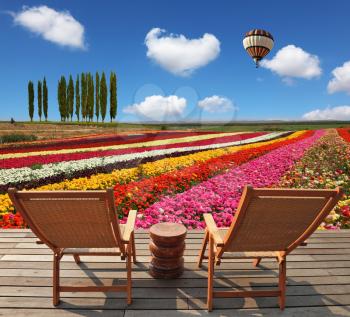 Field of multi-colored decorative buttercups Ranunculus Bloomingdale. Comfortable lounge chairs on wooden platform to stay. Huge balloon flies over the field
