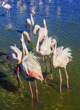 The flock of pink flamingos. Picturesque exotic birds communicate with each other