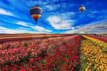 Spring windy day. Two balloons fly over the field.  Field of blooming red, yellow and pink  buttercups - ranunculus