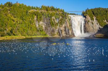 Many water birds resting in water. The concept of active and cultural tourism. The vast blue lake and powerful waterfall Montmorency in Montmorency Falls Park, in vicinities Quebec
