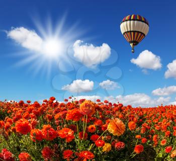 The bright spring sun and multi-color balloon over the fields of red garden buttercups. Concept of rural and extreme tourism