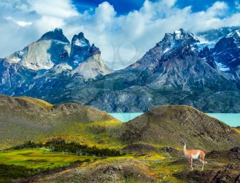 Guanaco near the cliffs of Los Cuernos. Mountains and lake in Torres del Paine National Park, Chile. The concept of active and extreme tourism