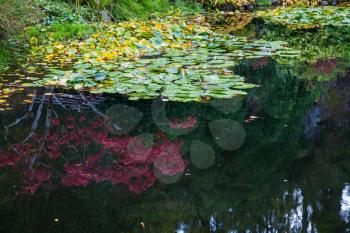 In pond, overgrown with lilies, reflected trees and flowers. Delightful landscaped and floral park Butchart Gardens on Vancouver Island