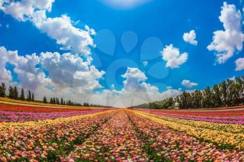 The scenic rural field. Spring in Israel. Magnificent multicolored flowering garden buttercups. The concept of modern agriculture and industrial floriculture