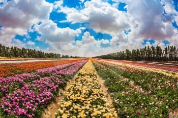Spring in Israel. Magnificent multicolored flowering garden buttercups. Kibbutz field next to the Gaza Strip. The concept of modern agriculture and industrial floriculture