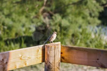 Grey sparrow on fence post.  Delta of the Rhone. Sunset in the national park of Camargue, Provence