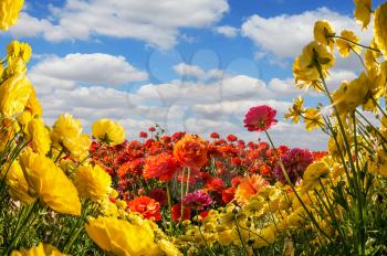  The southern warm sun illuminates the flower fields of red and yellow garden buttercups- ranunculus. Wind drives cumulus clouds. Collage. Concept of rural tourism