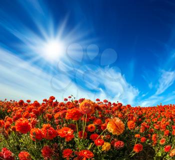  Strong wind drives the cirrus clouds. The sun illuminates the fields of red garden buttercups- ranunculus. Concept of recreational tourism