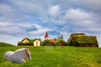  Ethnographic Museum-estate Glaumbaer, Iceland.  Rural pastoral. Sleek Icelandic horse has a rest on a green lawn. The concept of the historical and cultural tourism