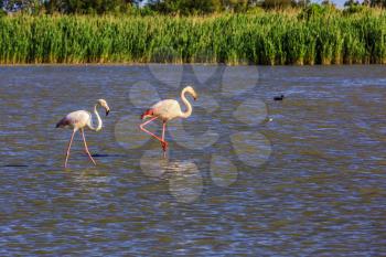 Pair of flamingos in delta of the Rhone. Sunset in the national park of Camargue, Provence