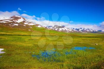 Summer Iceland. Small lake among the fields. The fields overgrown with fresh green grass