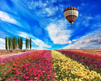 Spring windy day. Field of blooming buttercups- ranunculus. Flowers planted with broad bands of bright colors - red, claret and pink. Huge balloon flies over a field