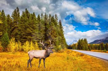 Wonderful antlered deer on the edge of pine forest. The lush colorful  Golden Autumn  in the Rocky Mountains of Canada