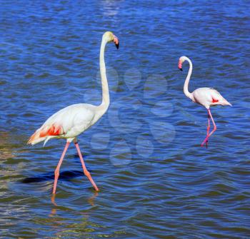 Pair of pink flamingos in delta of the Rhone. Sunset in the national park of Camargue, Provence