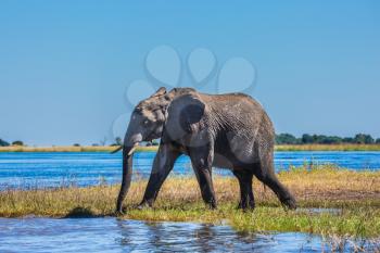  Botswana, Chobe National Park. The concept of exotic tourism. African elephant - single on a watering place in the Okavango Delta