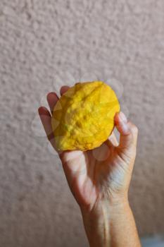 Ritual yellow citrus - etrog in a female hand. Autumn Jewish holiday - Sukkot