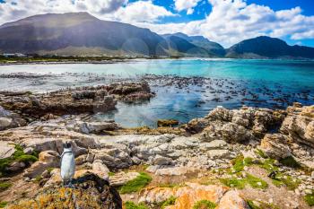 The boulders and algae of the Atlantic. Fanny african black - white penguin on the beach. Boulders Penguin Colony National Park, South Africa. The concept of  ecotourism