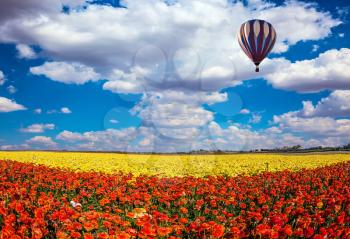  The  blossoming fields of red and yellow garden buttercups. The huge multi-color balloon slowly flies in clouds. Concept of rural and extreme tourism