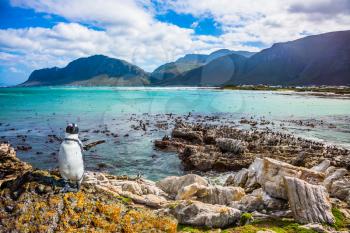  The boulders and seaweed, in Boulders Penguin Colony National Park, South Africa. Fanny african black - white penguin on the beach of Atlantic. The concept of  ecotourism