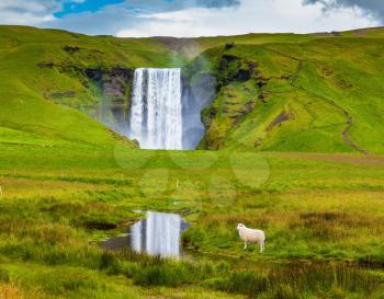 Grandiose falls Skogafoss in Iceland. On a meadow before falls the white lamb is grazed