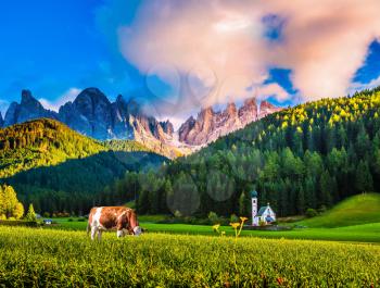  Charming rural landscape in the Dolomites. Sleek cow grazing in the grass. Magnificent serrated cliffs   in Tirol. The concept of eco-tourism