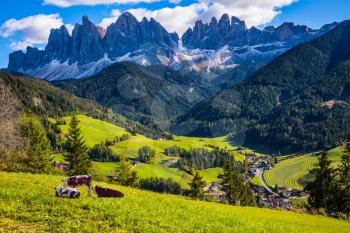 Lovely sunny day in Naturpark Puez-Odle. Val de Funes valley, Dolomites. Farm cows resting in the grass
