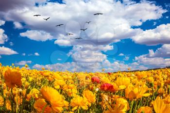 Flock of migratory birds fly beneath the clouds. The southern sun illuminates the flower fields. Concept of rural tourism