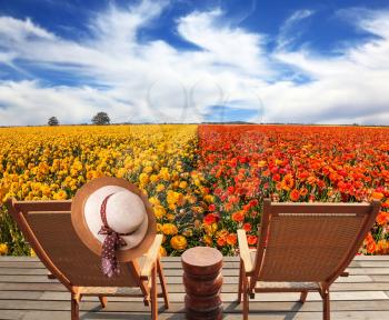 Elegant women's straw hat hanging on a deck chair. Couple wooden convenient a chaise lounge near the field of buttercups.  Concept of recreational tourism