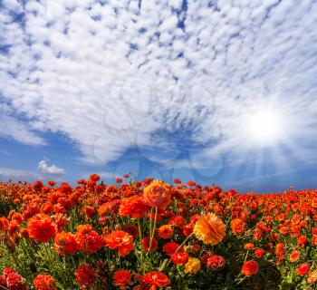 The southern sun illuminates the fields of red garden buttercups. Wind drives the cirrus clouds. Concept of rural and recreational tourism