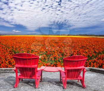 Two joined red plastic chairs next to fields of garden buttercups. The concept of recreation and eco-tourism

