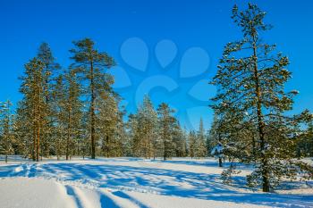 In the snow there are blue shadows. Coniferous forest in Lapland. Winter fairy tale in a sunny frosty day. The concept of active and extreme tourism
