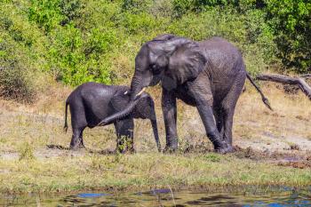 Family of African elephants at the watering in Okavango Delta. Chobe National Park in Botswana. The concept of exotic tourism