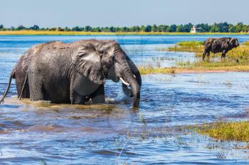 Chobe National Park in Botswana. Watering in the Okavango Delta. Two African elephants crossing river in shallow water. The concept of active and exotic tourism