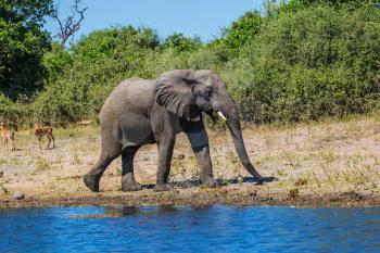 The concept of exotic tourism. Chobe National Park in Botswana. Watering African elephant in the Okavango Delta