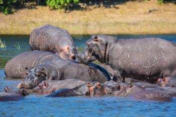 Huge herd of hippos resting in the river. The concept of extreme tourism in Okavango Delta, Chobe National Park, Botswana