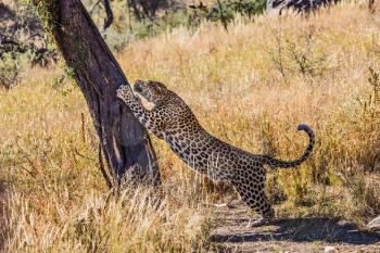 Gorgeous large spotted African leopard sharpens claws on the bark of a tree. Savannah in Namibia. The concept of exotic and extreme tourism