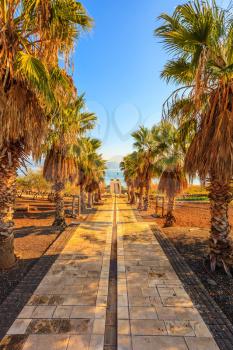 Palm alley leading to the famous Sea of Galilee. Sunset on the lake of Kinneret