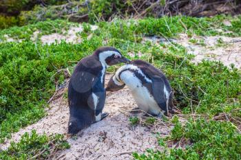 Married couple penguins. Boulders Penguin Colony.  Black-white penguins on the beach of Atlantic Ocean. The concept of ecotourism