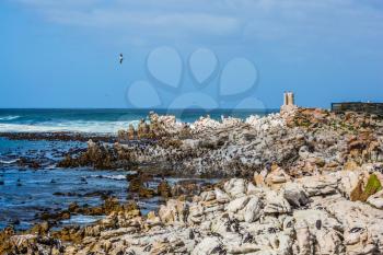 African black-white penguins. Big boulders and seaweed on the coast of Atlantic. Boulders Penguin Colony in the Table Mountain National Park, South Africa. The concept of  ecotourism
