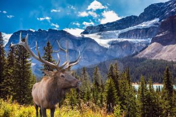 Magnificent red deer antlered on the hillside. Canada, Rocky Mountains