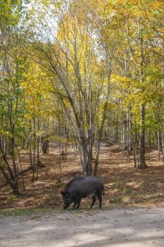 The wild boar came to a forest glade. Safari Park Omega between Montreal and Ottawa