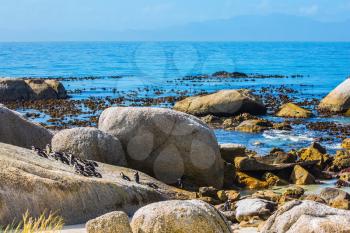  The concept of ecotourism. African black-white penguins. Boulders Penguin Colony in the South Africa. Large rocks and seaweed on the Atlantic Ocean