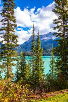 The emerald-green lake surrounded by a pine forest. Emerald Lake in the Canadian Rockies